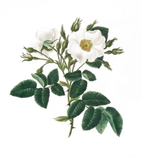 Cultivated plant, precious rose, rose rosa alba, single white rose, illustration, reproduction from