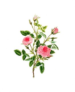 Cultivated plant, precious rose, flower, rosa provincalis or rose de meaux, illustration,