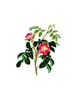 Cultivated plant, precious rose, flower, rosa villosa, single apple bearing rose, illustration,