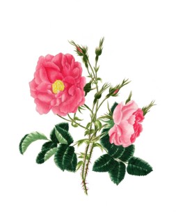 Cultivated plant, precious rose, rose rosa damascena, red damask rose, illustration, reproduction
