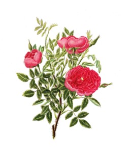 Cultivated plant, precious rose, rose rosa centifolia, burgundy rose, illustration, reproduction