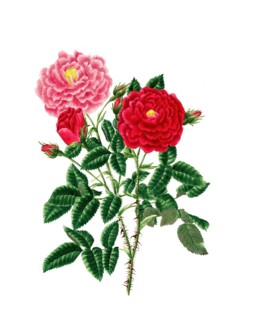 Cultivated plant, precious rose, rose rose centifolia, Stepney rose, illustration, reproduction