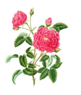 Cultivated plant, precious rose, rose rose centifolia, bishop rose, illustration, reproduction from