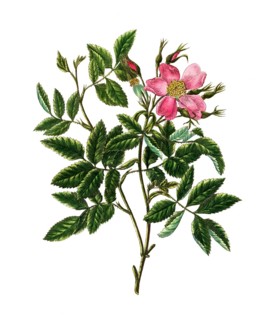 Cultivated plant, precious rose, rose cardina rose, spreading cardina rose, illustration,