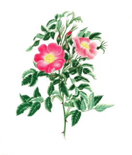 Cultivated plant, precious rose, rose Rosa Carolina, single burnet leaved rose, illustration,