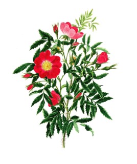 Cultivated plant, precious rose, rose, pink blanda, Labrodaor rose, Hudson Bay rose, illustration,