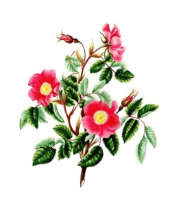 Cultivated plant, precious rose, flower, pink pendulina, rose without thorns, illustration,