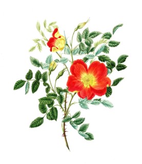 Cultivated plant, precious rose, pink lutea bicolor, Austrian rose, illustration, reproduction from