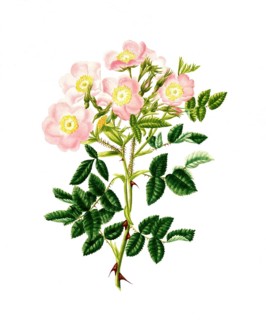 Cultivated plant, precious rose, rose rose inlignosa, common sweet Buer rose, illustration,
