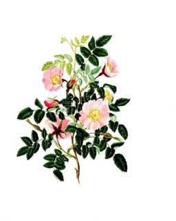 Cultivated plant, precious rose, rose, rosa alpina, alpine rose, illustration, reproduction from a