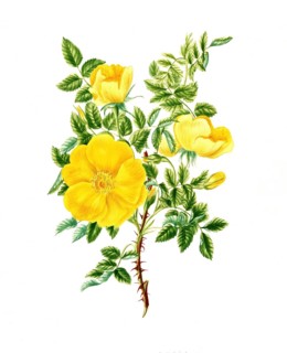 Cultivated plant, precious rose, rose Rosa tulea, single yellow rose, illustration, reproduction