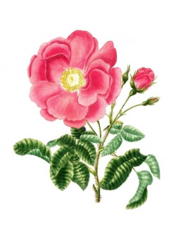 Cultivated plant, precious rose, rose gallica, grand rose, illustration, reproduction from a 19th