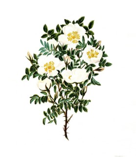 Cultivated plant, sweet rose, rose spinosissima, tall scotch rose, illustration, reproduction from