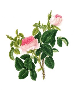 Cultivated plant, precious rose, rose rosa centifolia, blush royal rose, illustration, reproduction