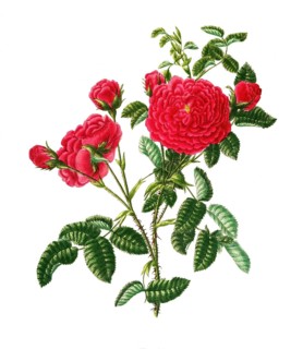 Cultivated plant, precious rose, rose rosa centifolia, sultan rose, illustration, reproduction from