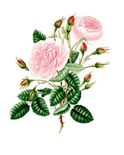 Cultivated plant, precious rose, rose provencialis, common Provence rose, illustration,