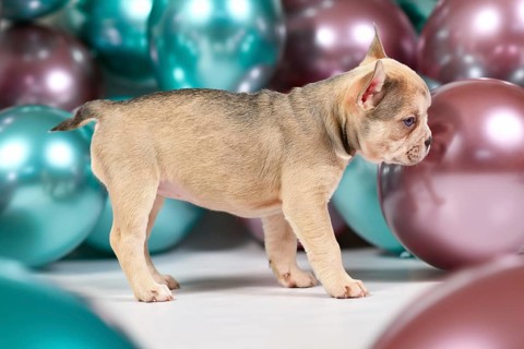 Cute cream colored French Bulldog dog puppy with short tail standing in front of colorful balloons