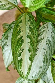Close up of leaf of tropical 'Aglaonema Silver Bay' houseplant with silver pattern