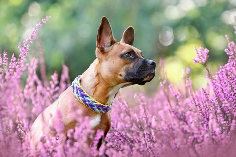 Dog in purple blooming heather flower field during late summer