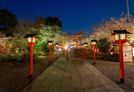 Illuminated trail with cherry blossoms and torii at night, blue hour, Hirano Shrine, Hanami, Kyoto,