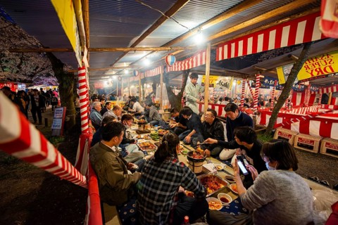 Cherry Blossom Festival, Hanami, Japanese eating grilled food at a long table, evening mood, Hirano