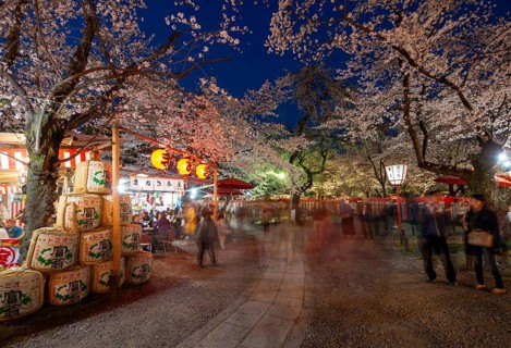 Illuminated food stalls and blooming cherry trees, cherry blossom festival, Hanami, blue hour,