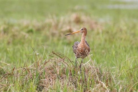 Black gown (Limosa limosa) building a nest on the shore of a lake in a moor, snipe birds, wildlife,