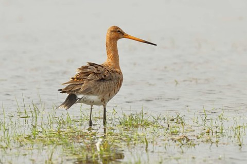 Greenpike (Limosa limosa) runs in shallow water in a moor, snipe birds, wildlife, nature