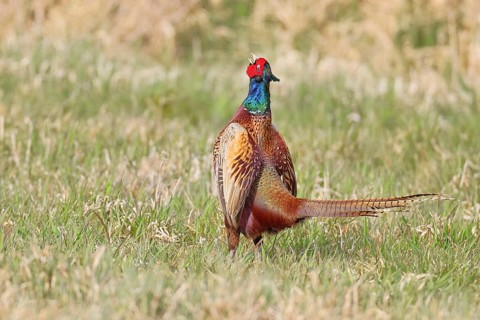 Pheasant, hunting pheasant (Phasianus colchicus), adult male bird courting in a meadow, area