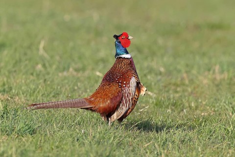 Pheasant, hunting pheasant (Phasianus colchicus), adult male bird in a meadow, wildlife, lembruch,