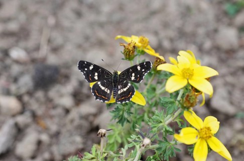 Map (Araschnia levana), flower, yellow, summer generation, nectar, The map sits on a flower with