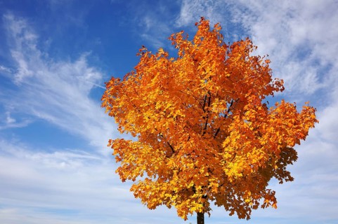 Norway maple (Acer platanoides) in golden yellow autumn color in a cloudy sky, Eckental, Middle