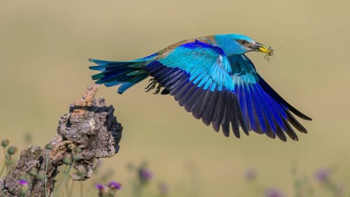 Blue racke (Coracias garrulus), starting from sitting room in a flower meadow with insect in its