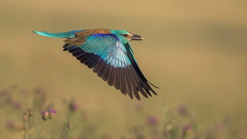 Blue racke (Coracias garrulus), flying in a meadow landscape with an insect in its beak, Kiskunság