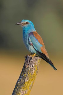 Blue racke (Coracias garrulus), on a post covered with yellow lichens, Kiskunság National Park,