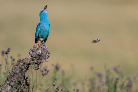 Blue racke (Coracias garrulus) calling to a sitting area in a flower meadow with butterfly,