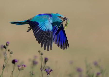 Blue racquet (Coracias garrulus), flying in a flower meadow with captured sand lizard (Lacerta