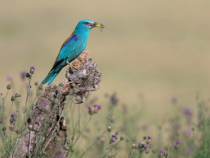 Blue racke (Coracias garrulus) sitting in a flower meadow with an insect in its beak, Kiskunság
