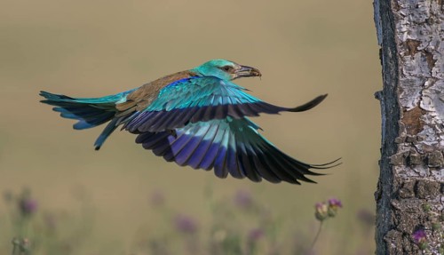 Blue racke (Coracias garrulus), flying in a flower meadow with an insect in its beak to its nesting