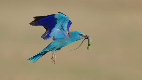 Blue racke (Coracias garrulus), flying with captured sand lizard (Lacerta agilis), in its beak,