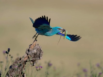 Blue racquet (Coracias garrulus), starting from sitting room in a flower meadow with captured sand