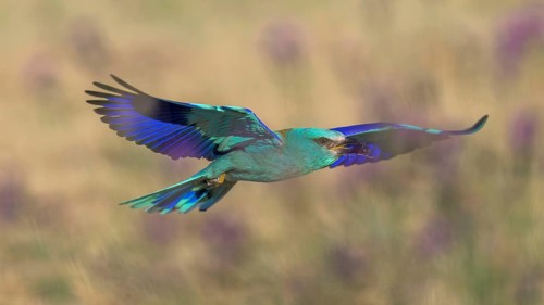 Blue racquet (Coracias garrulus), with beetle in its beak flying through a flower meadow, Kiskunság