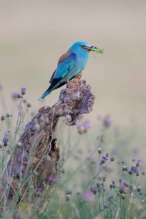 Blue racke (Coracias garrulus) sitting in a flower meadow with an insect in its beak, Kiskunság