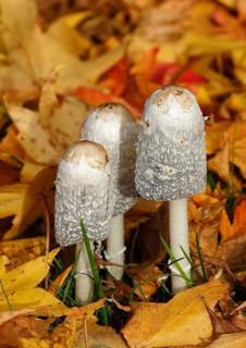 Schopftintling (Coprinus comatus), group in autumn leaves, North Rhine-Westphalia, Germany
