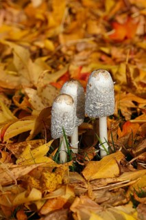 Schopftintling (Coprinus comatus), group in autumn leaves, North Rhine-Westphalia, Germany