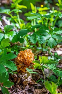 Morel fungi (Morchella conica) growing on the ground in a deciduous forest in early summer
