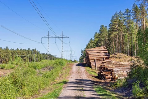 Timber stacks by a forest road next to a high-voltage power line in a pine woodland a sunny summer
