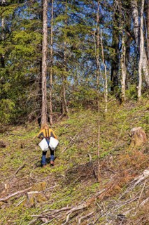 Man planting spruce seedlings on a clearing in a coniferous forest a sunny summer day