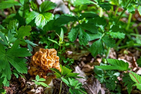 Beautiful Morel fungi (Morchella conica) growing on the ground in a deciduous forest in early