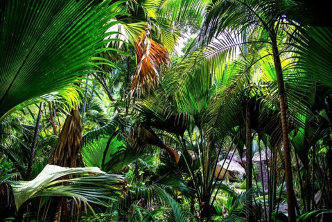 Fond Ferdinand Nature Reserve, Praslin, Seychelles, Praslin, Seychelles